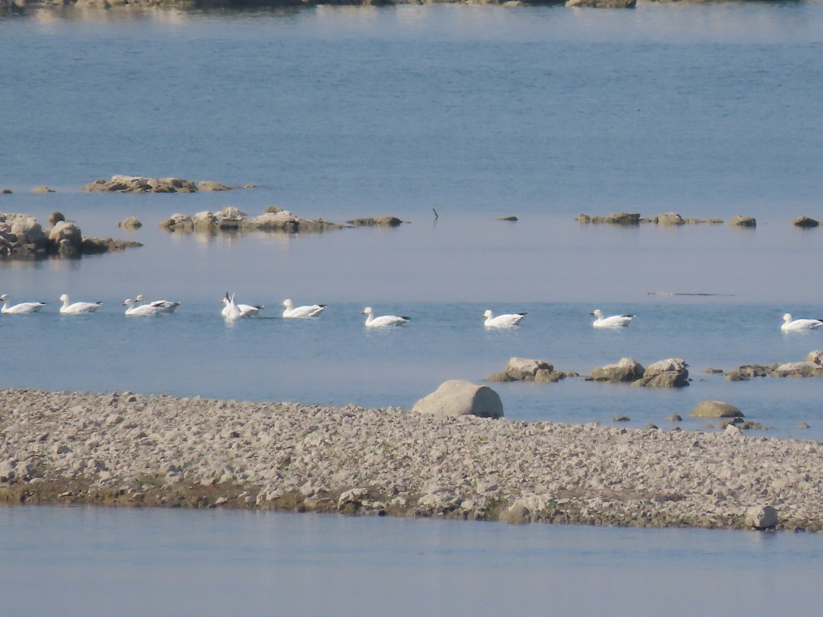 Snow Goose - ML642414934