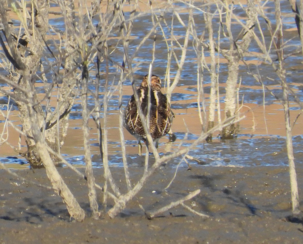 Wilson's Snipe - ML642414943