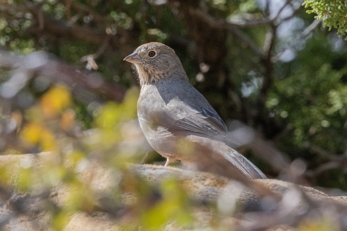 Canyon Towhee - ML642414948