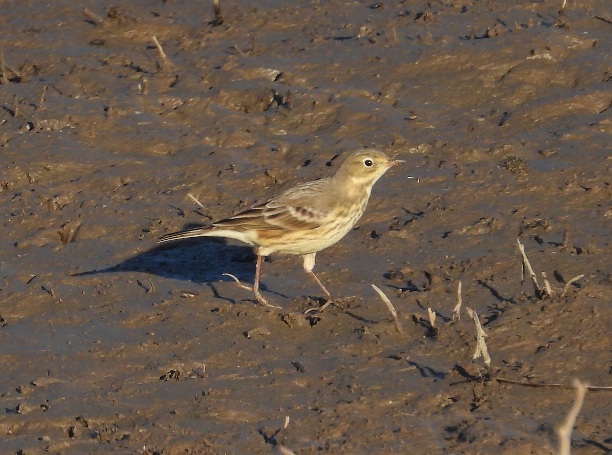 American Pipit - ML642414951