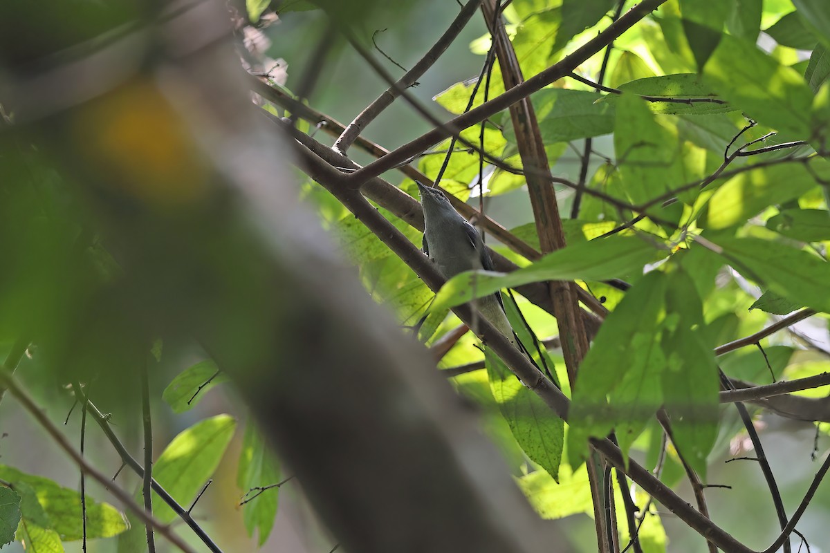 Indochinese Cuckooshrike - ML642414955