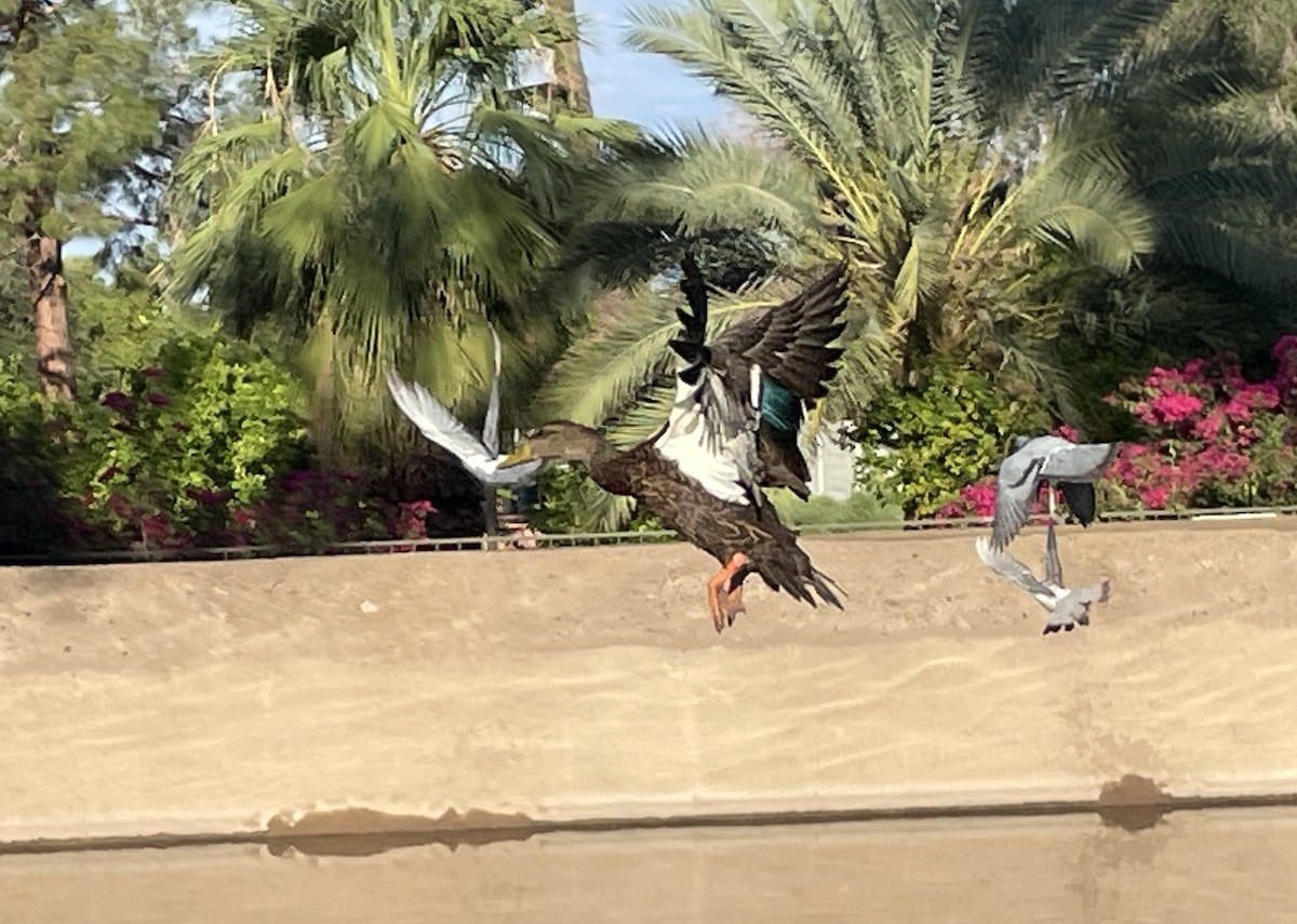 Mexican Duck - ML642414961