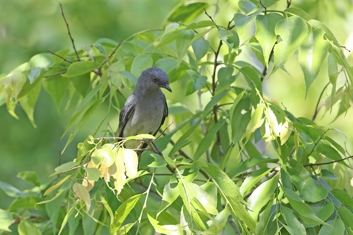 Indochinese Cuckooshrike - ML642414969