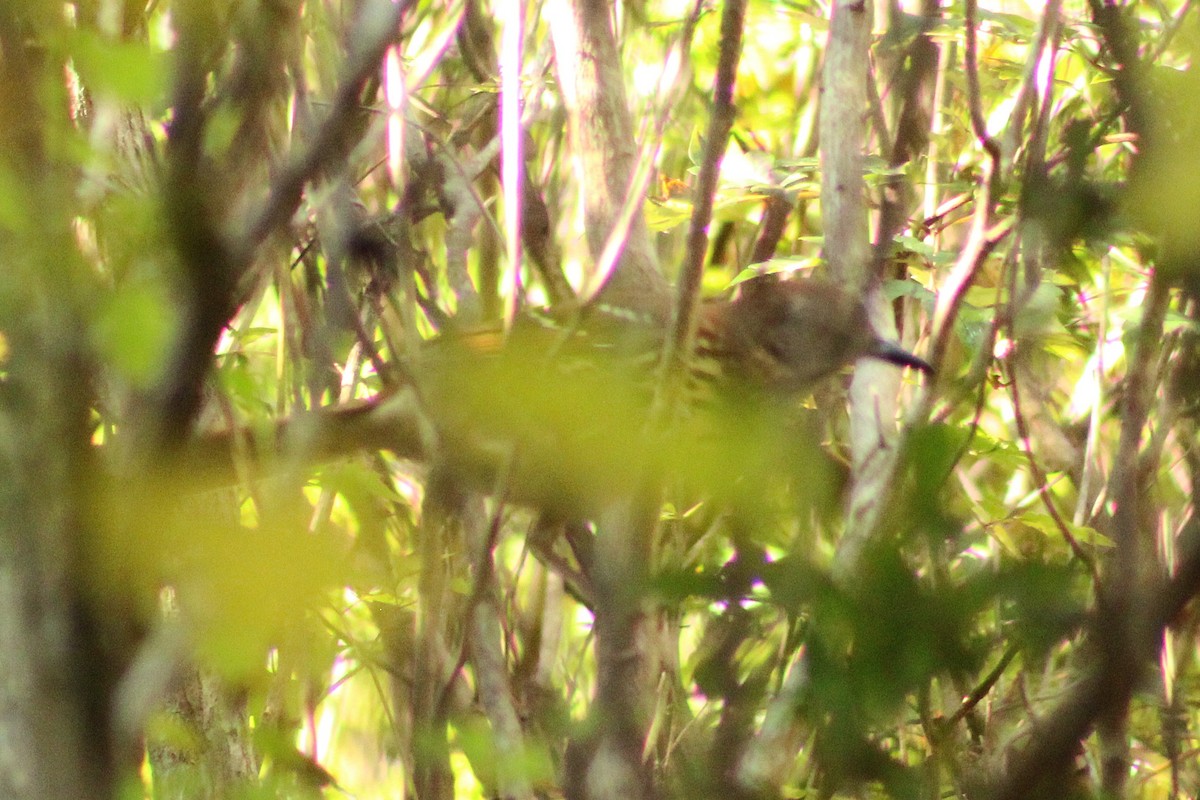 brunspottefugl - ML642414978