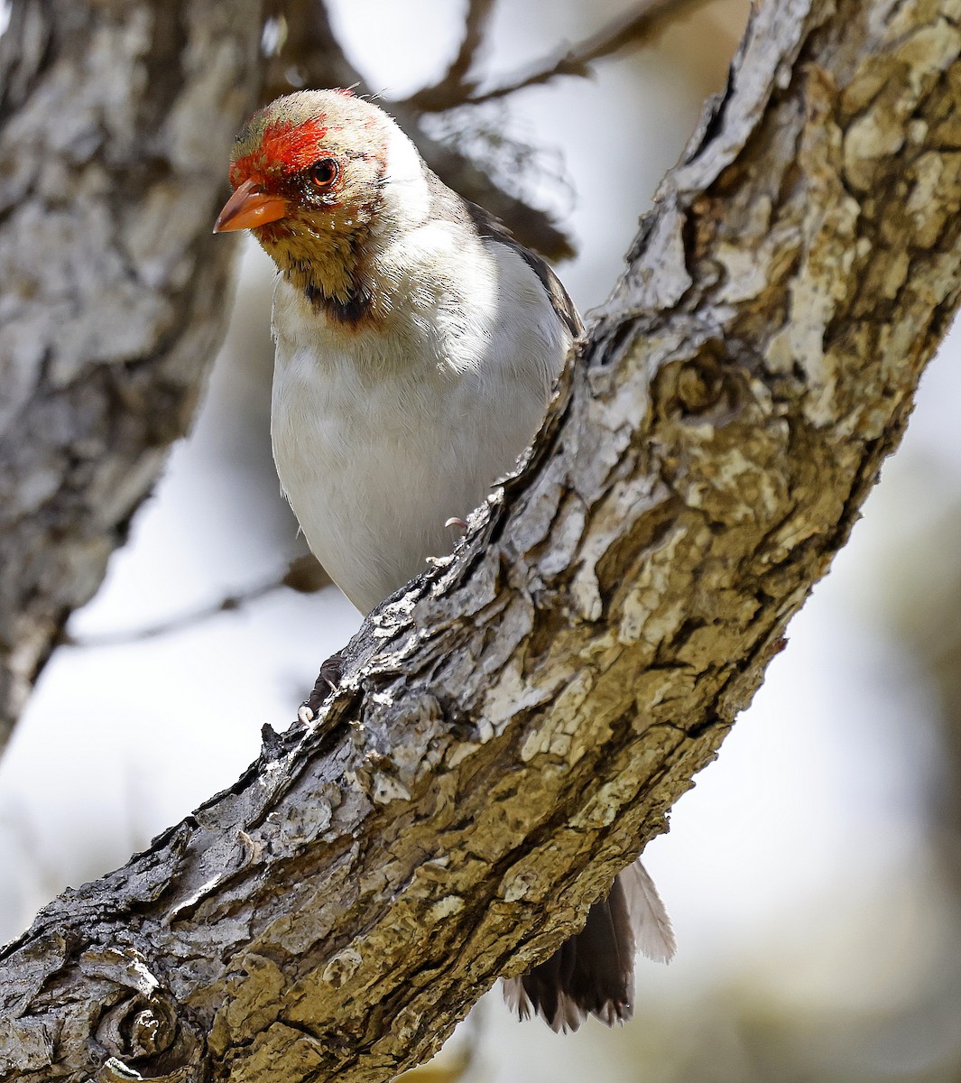 Yellow-billed Cardinal - ML642414995