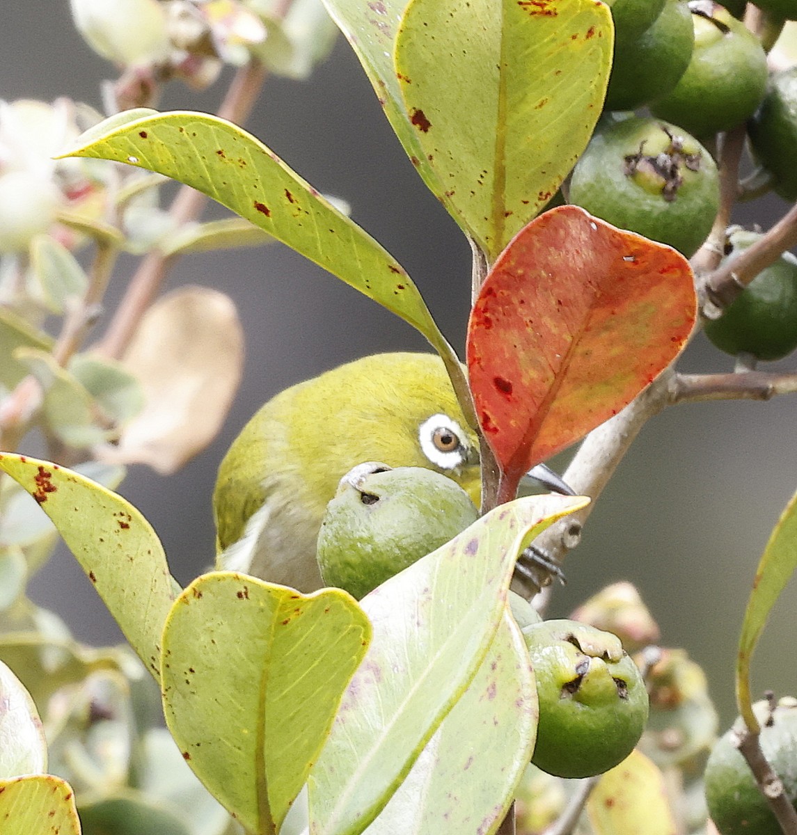 Warbling White-eye - ML642414997