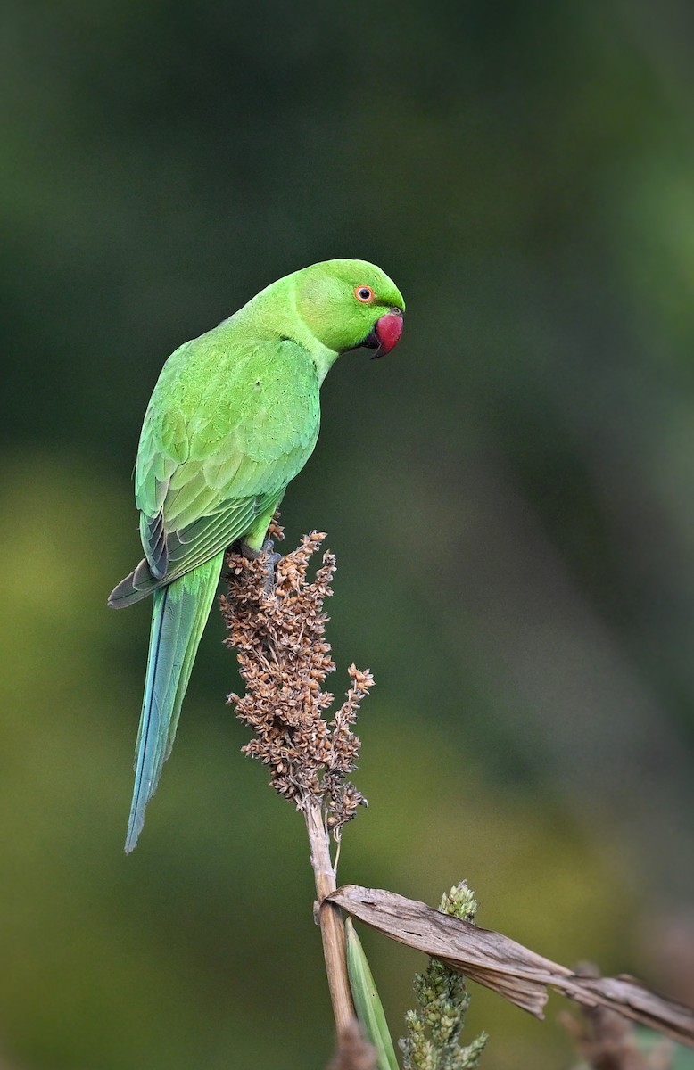 Rose-ringed Parakeet - ML642414998