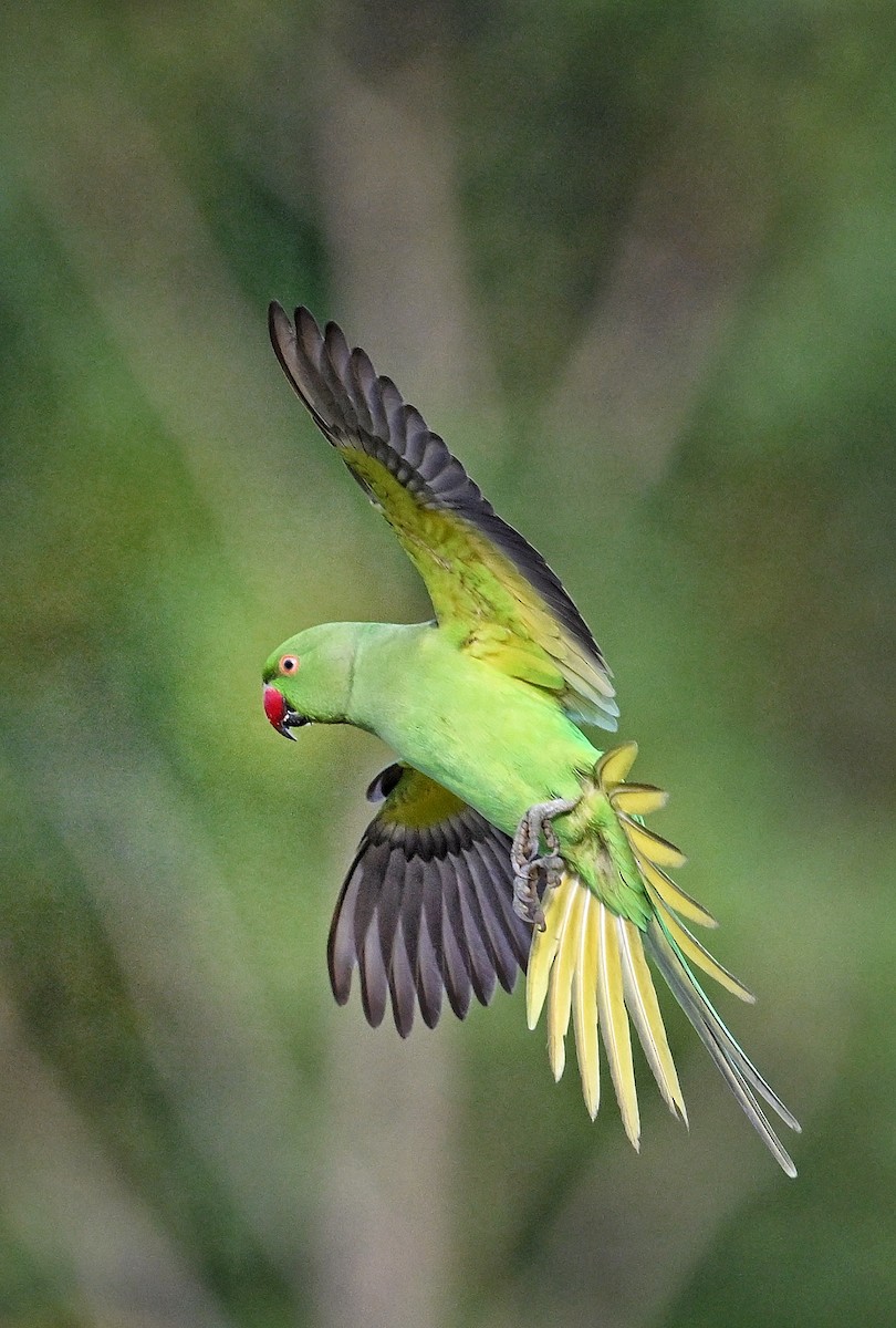 Rose-ringed Parakeet - ML642414999