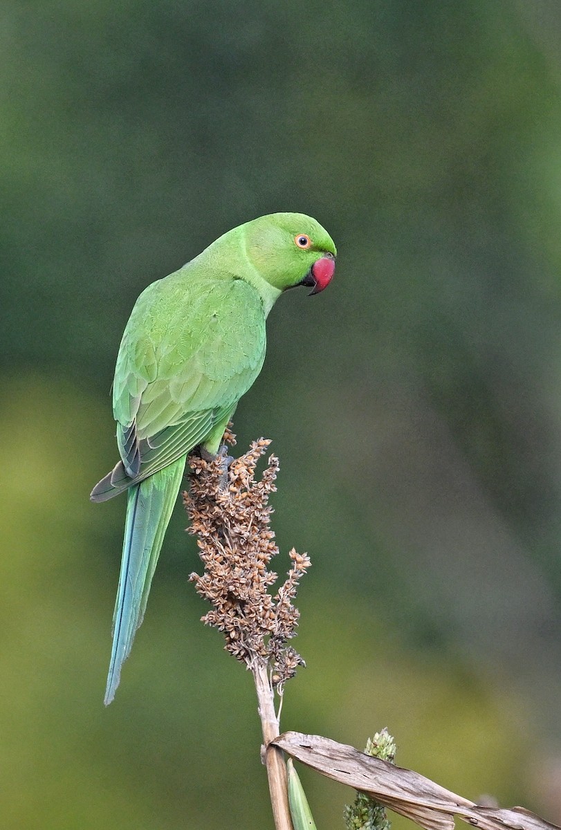 Rose-ringed Parakeet - ML642415000