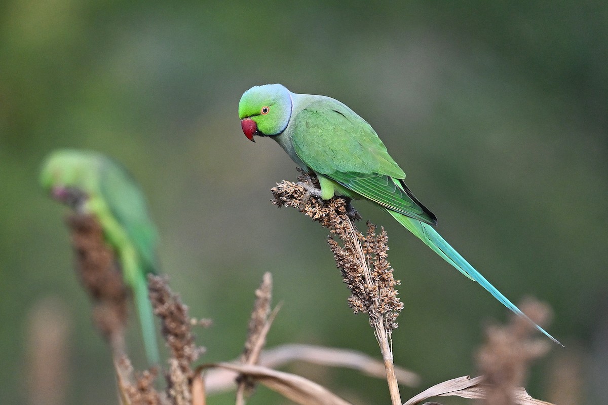 Rose-ringed Parakeet - ML642415001