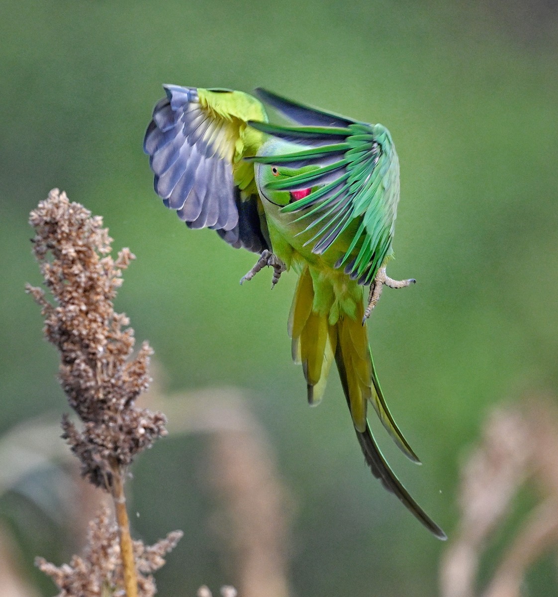 Rose-ringed Parakeet - ML642415002