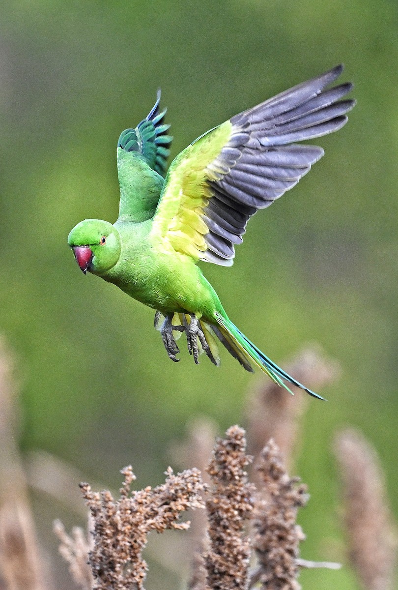 Rose-ringed Parakeet - ML642415003