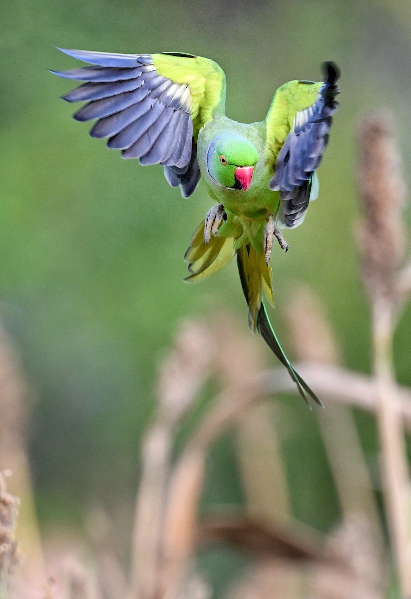 Rose-ringed Parakeet - ML642415004