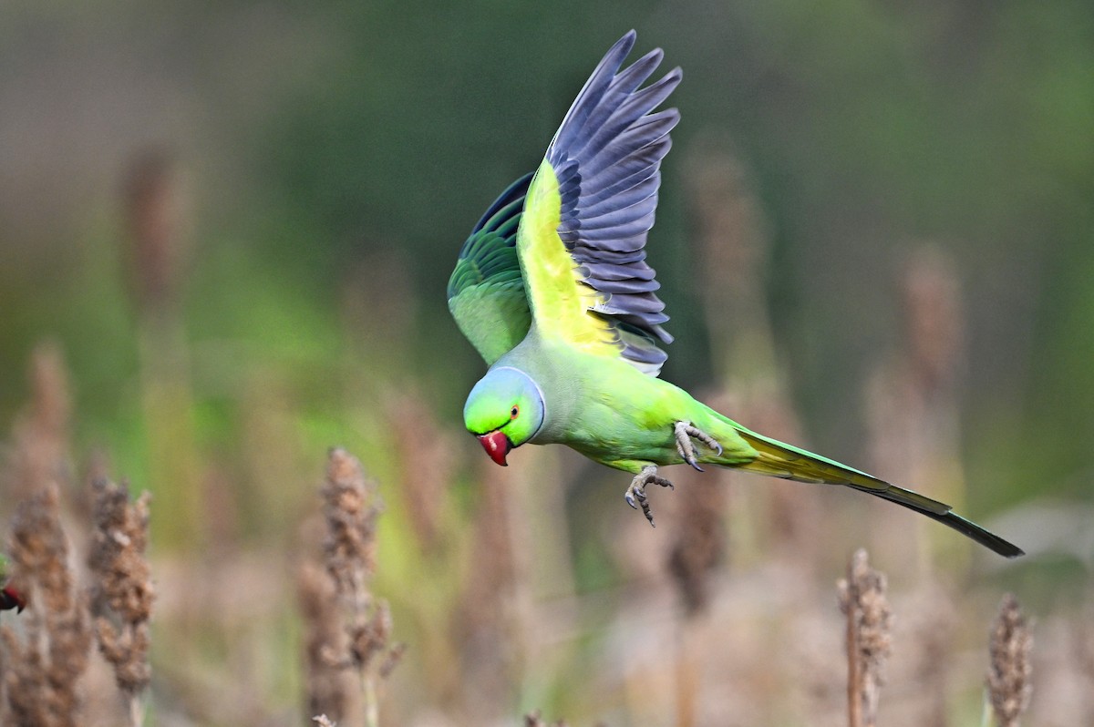 Rose-ringed Parakeet - ML642415005