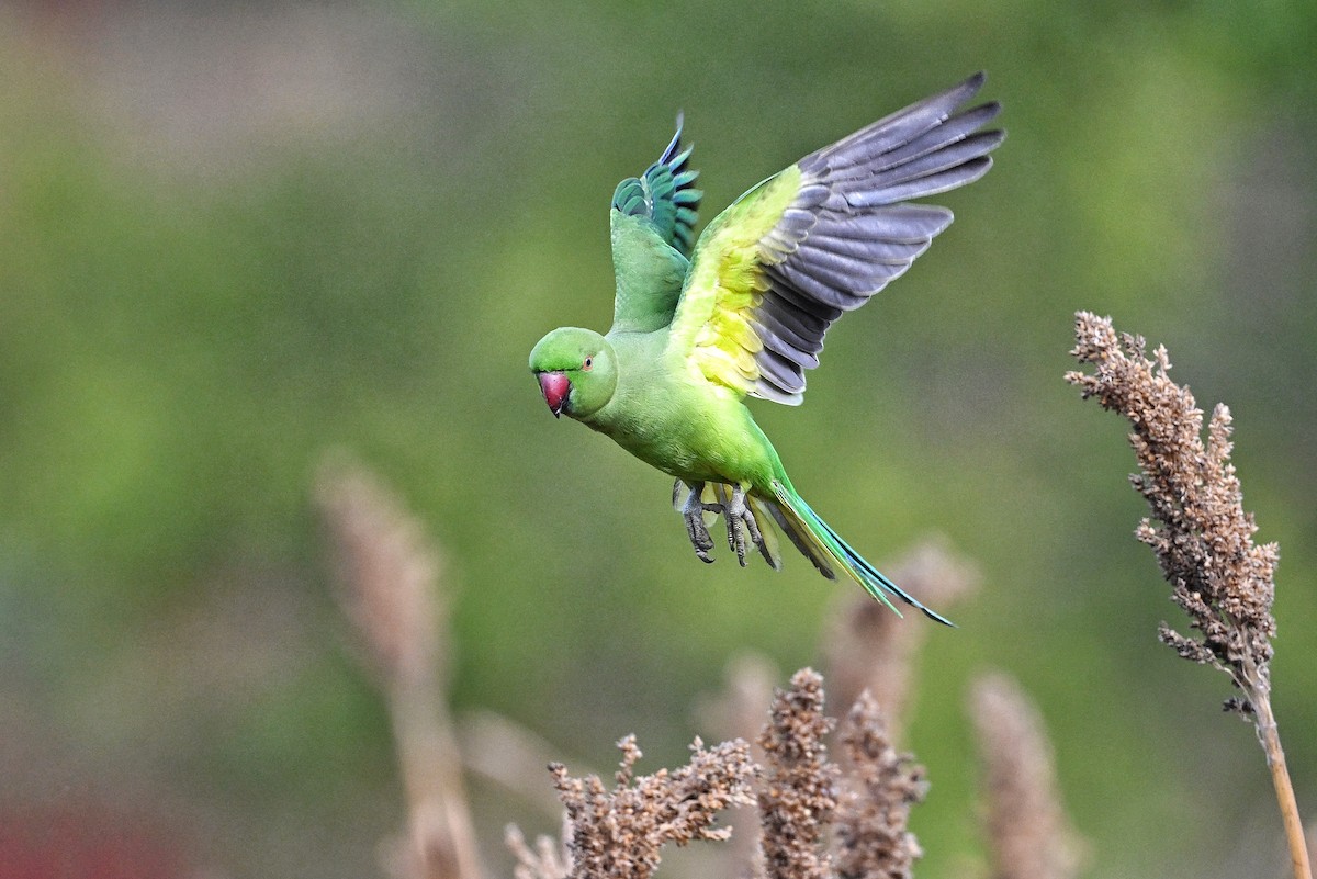 Rose-ringed Parakeet - ML642415007