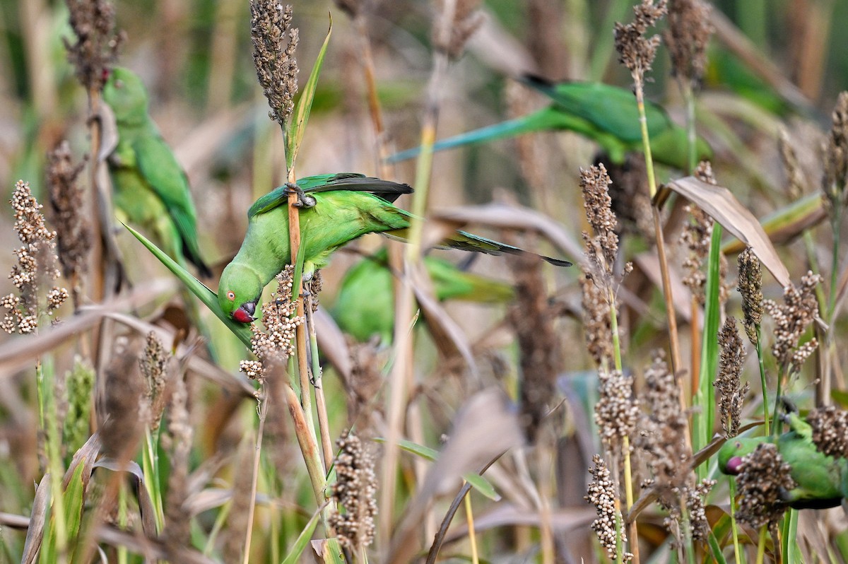 Rose-ringed Parakeet - ML642415008
