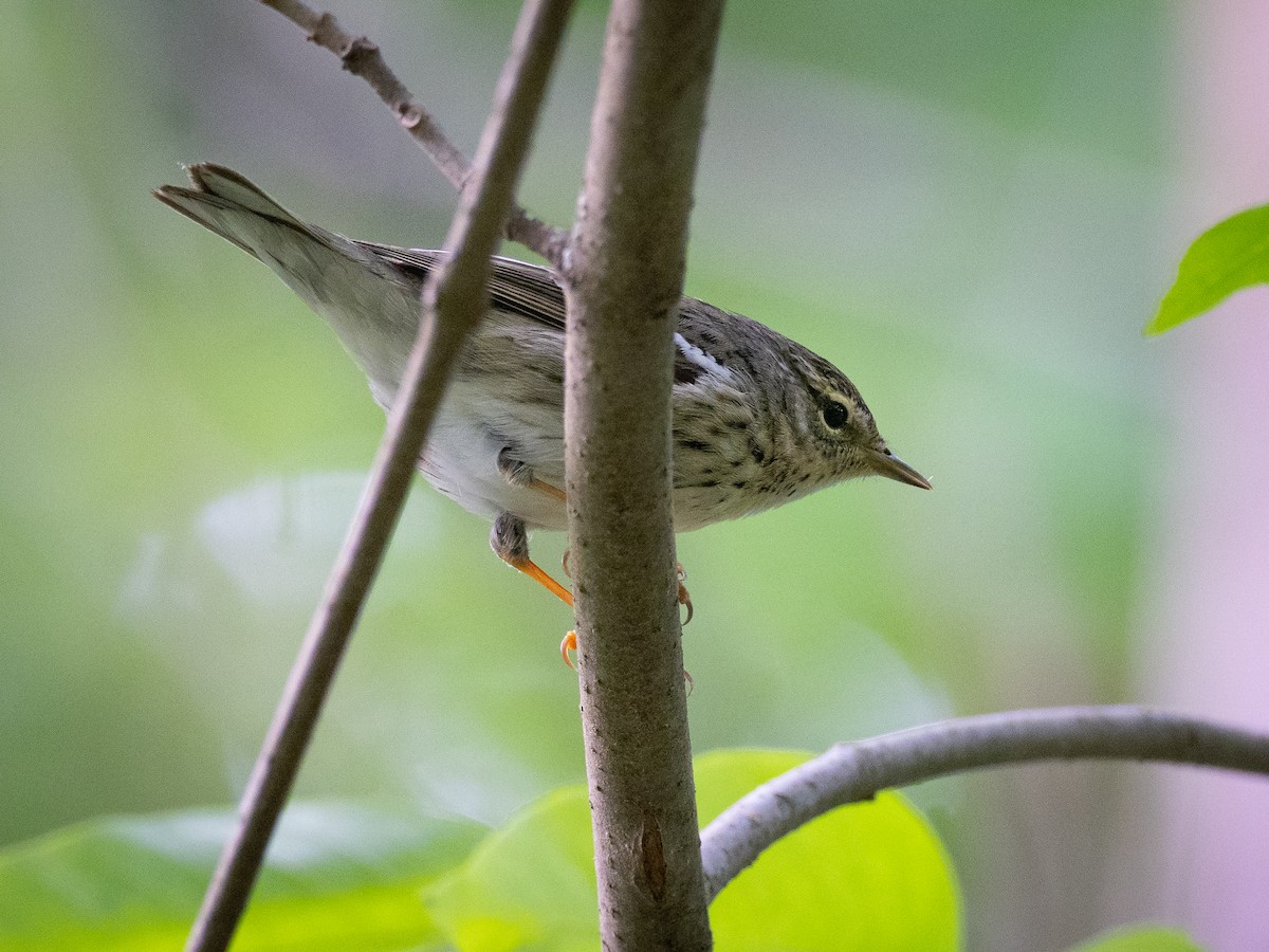 Blackpoll Warbler - ML642415009