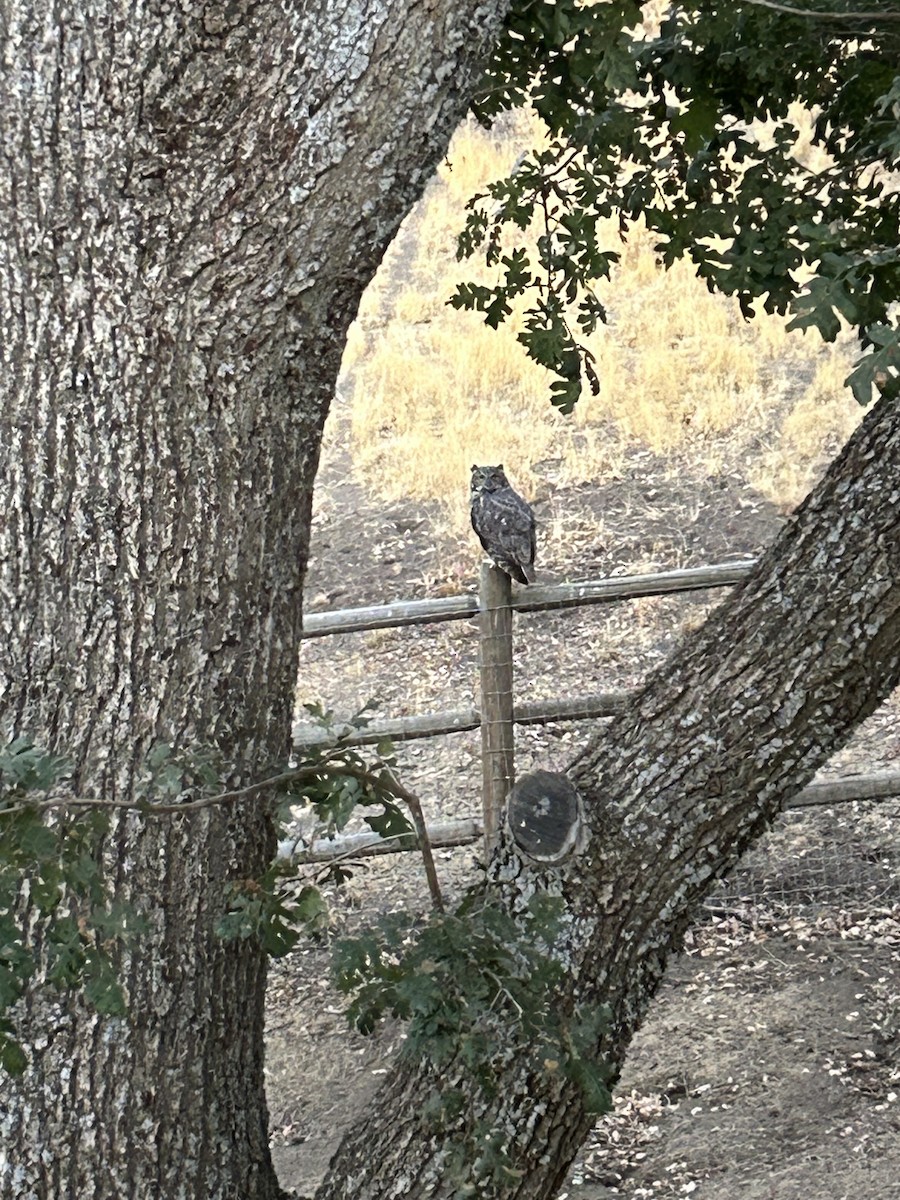 Great Horned Owl - ML642415024