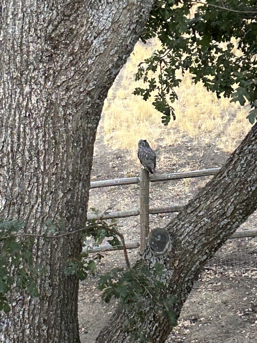 Great Horned Owl - ML642415025