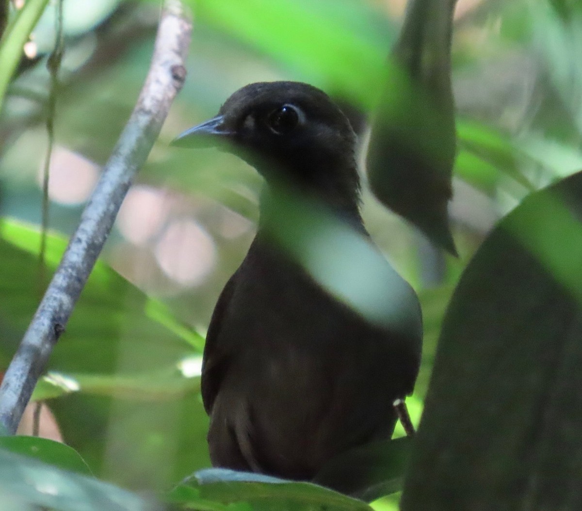 Black-faced Antthrush - ML642415026