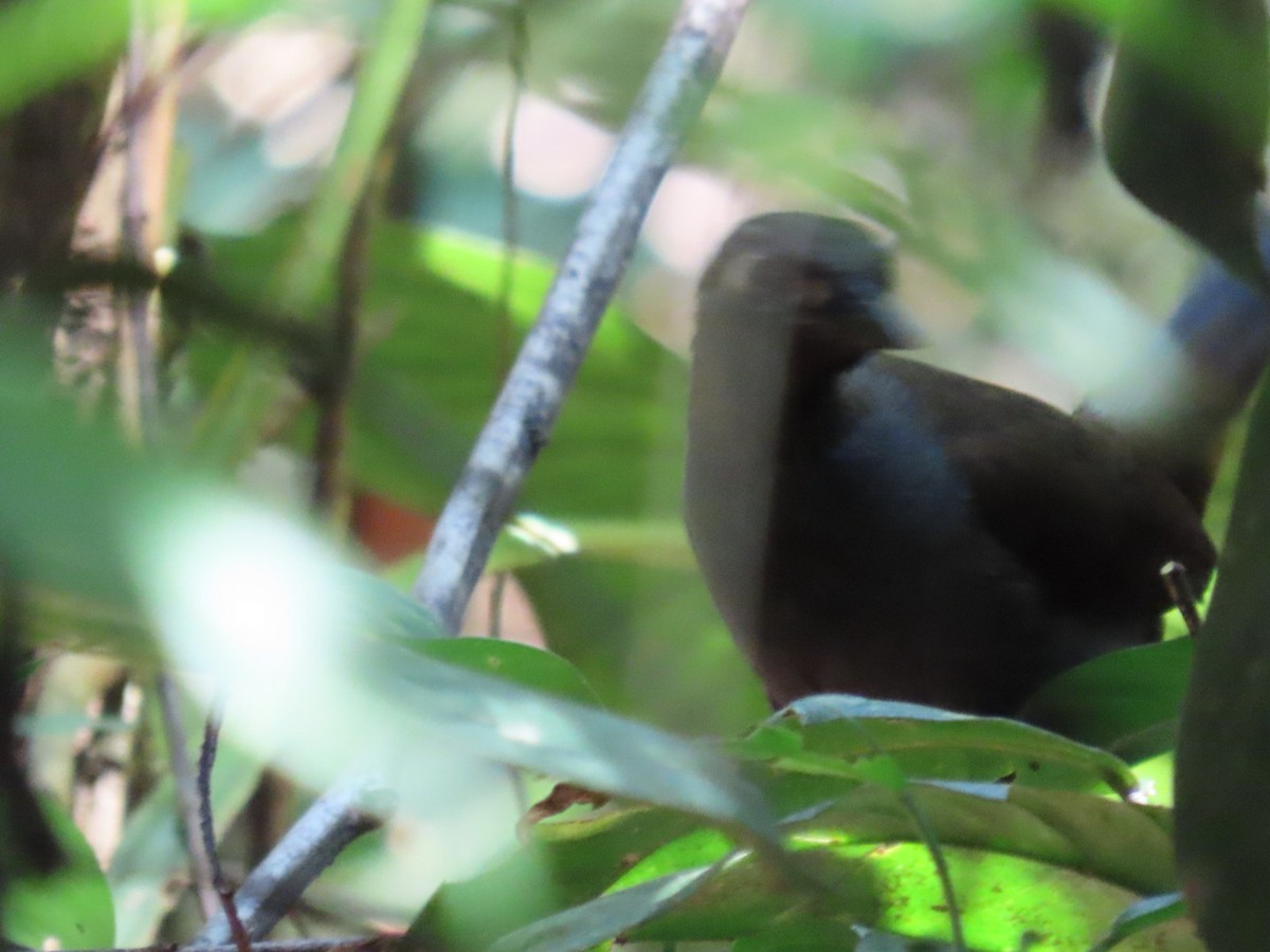 Black-faced Antthrush - ML642415027