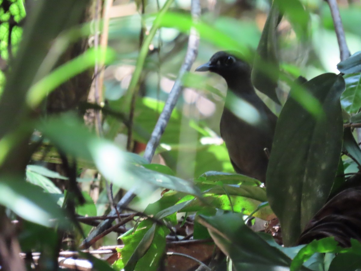 Black-faced Antthrush - ML642415028