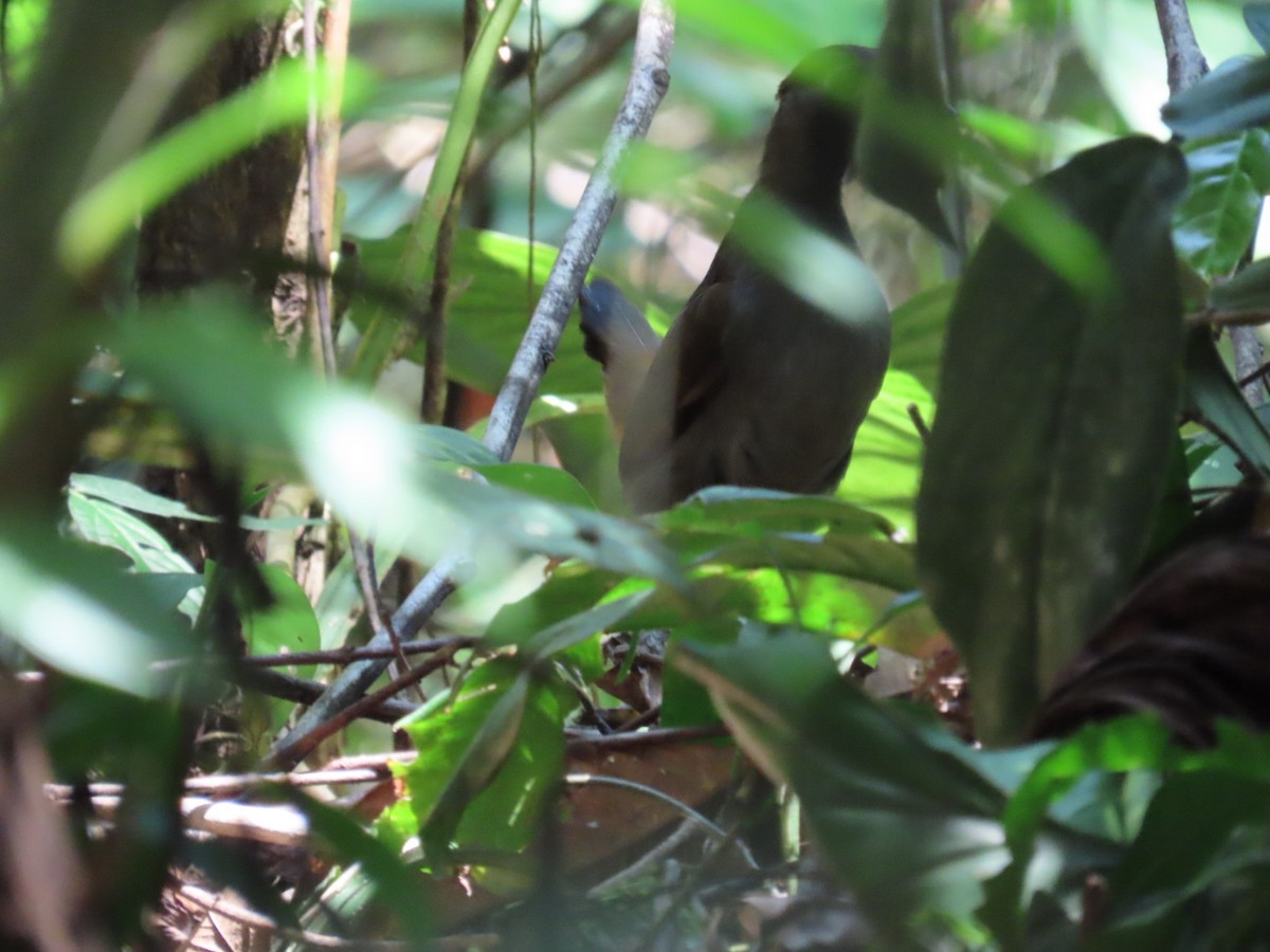 Black-faced Antthrush - ML642415029