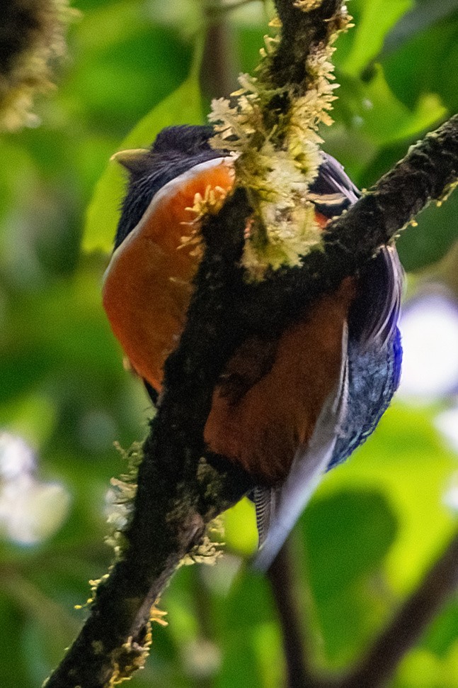 Jungferntrogon - ML642415041