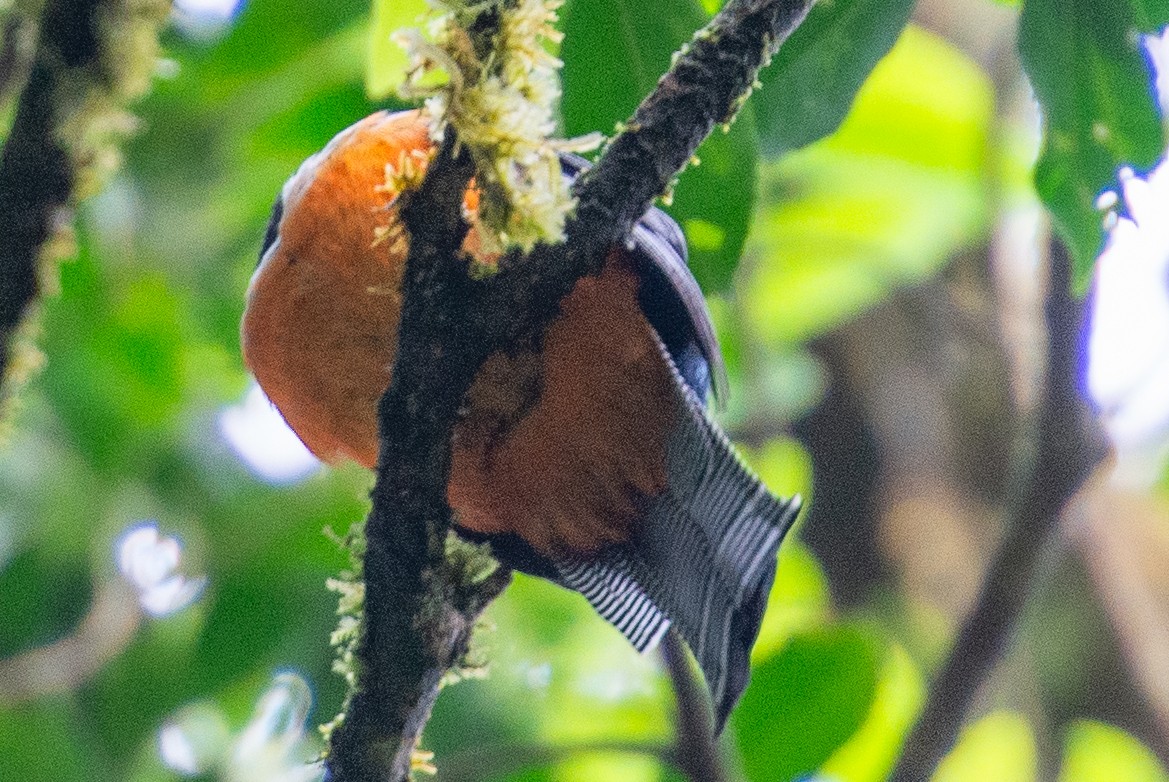Jungferntrogon - ML642415043