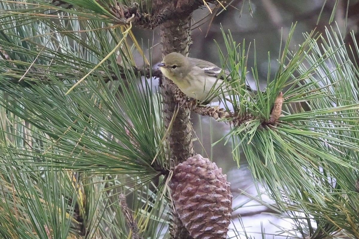 Blackpoll Warbler - ML642415044
