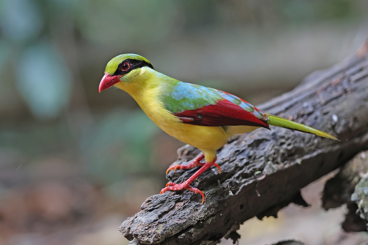 Indochinese Green-Magpie - ML642415060