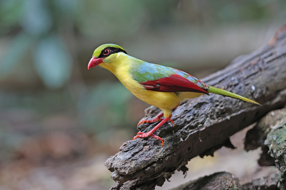 Indochinese Green-Magpie - ML642415065