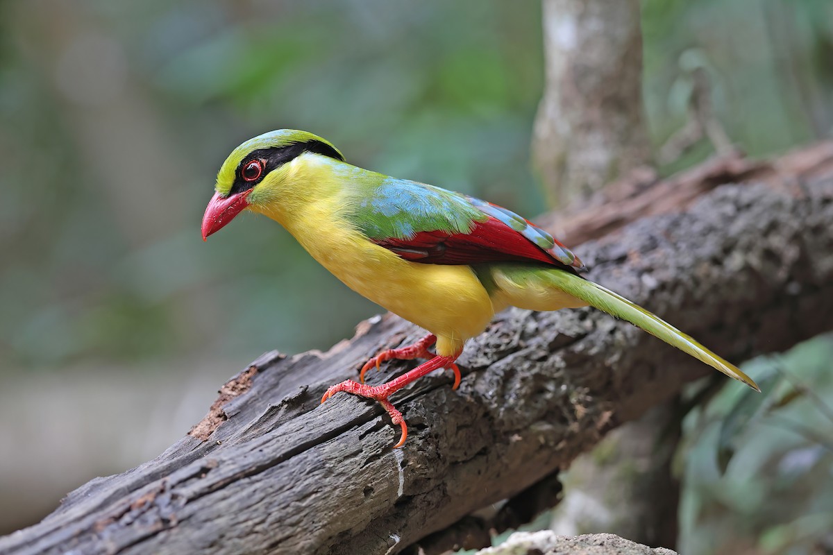 Indochinese Green-Magpie - ML642415067