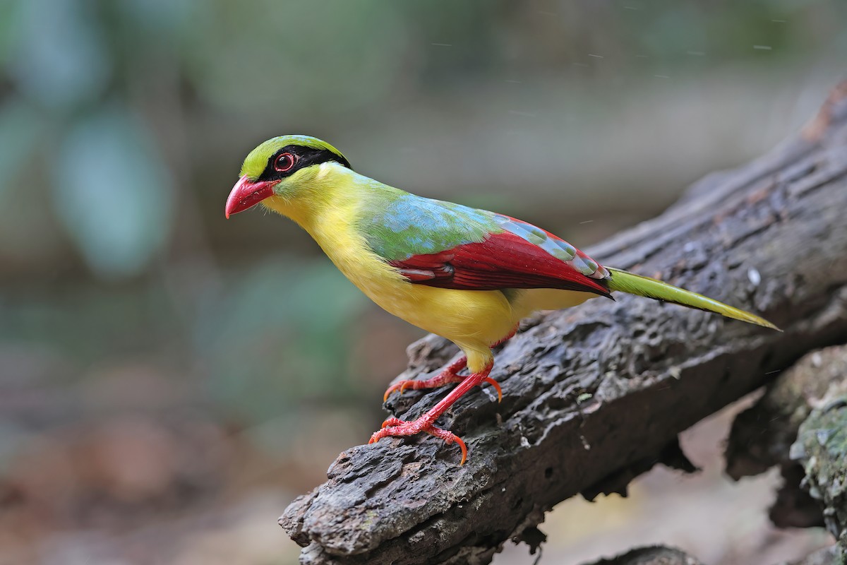 Indochinese Green-Magpie - ML642415068