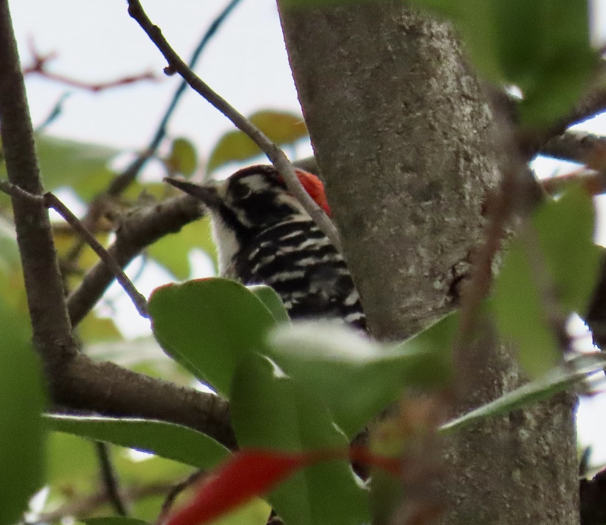 Nuttall's Woodpecker - ML642415072