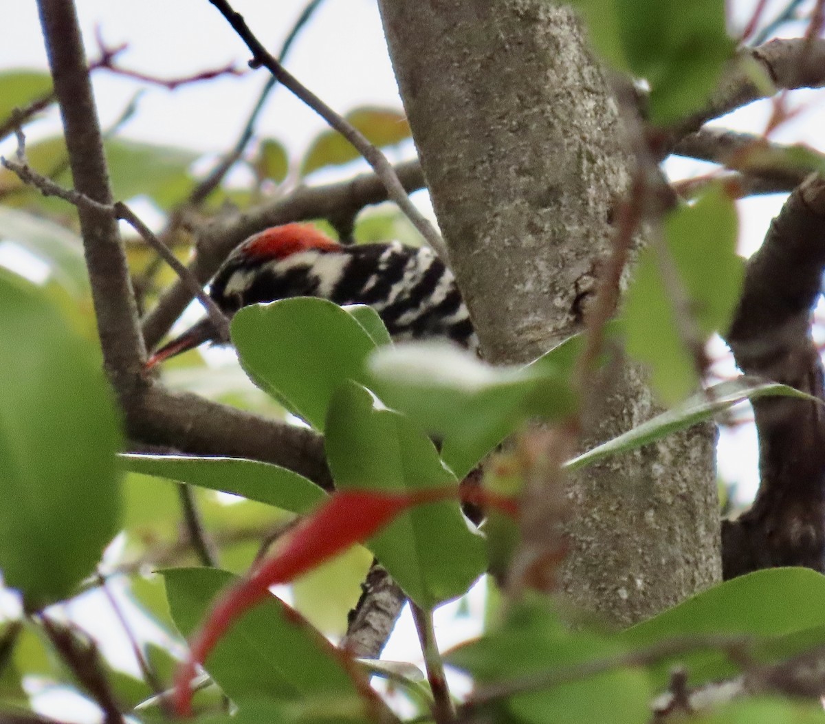 Nuttall's Woodpecker - ML642415073