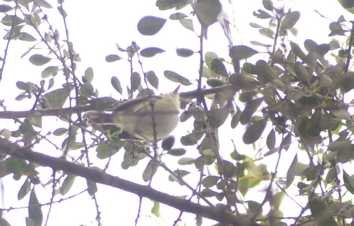 Fulvous-faced Scrub-Tyrant - ML642415076