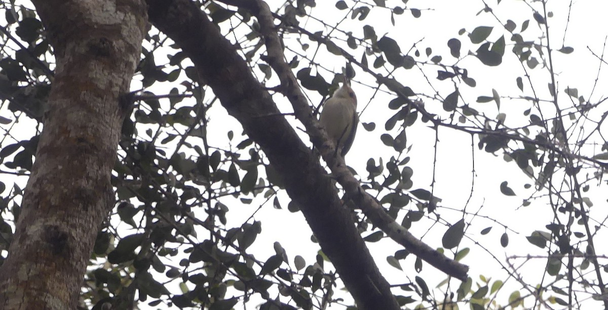 Fulvous-faced Scrub-Tyrant - ML642415077