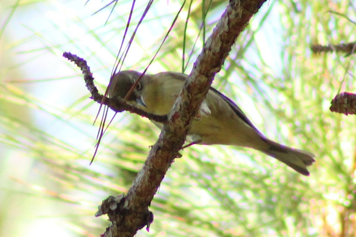 furuparula - ML642415081