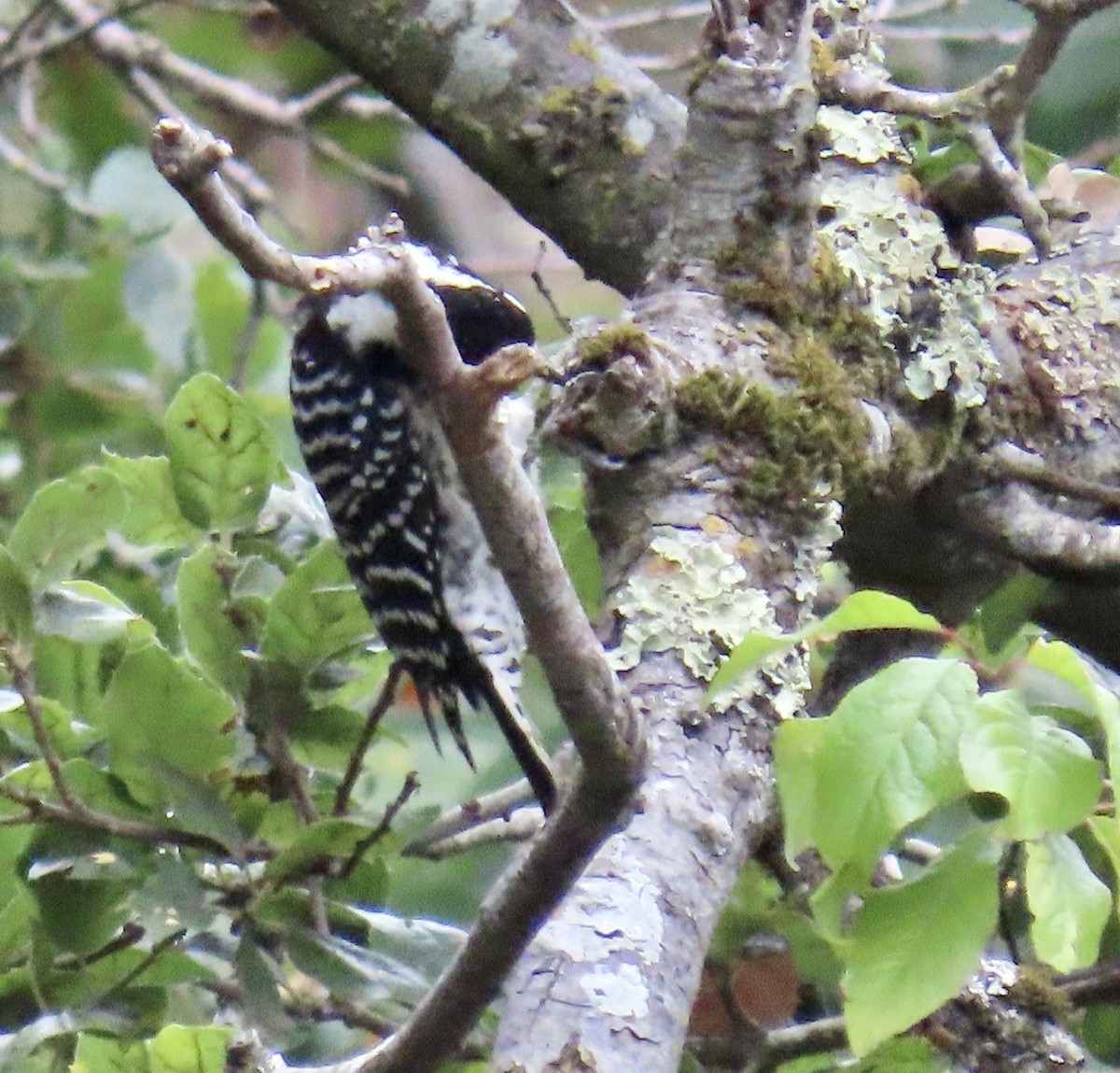 Nuttall's Woodpecker - ML642415084