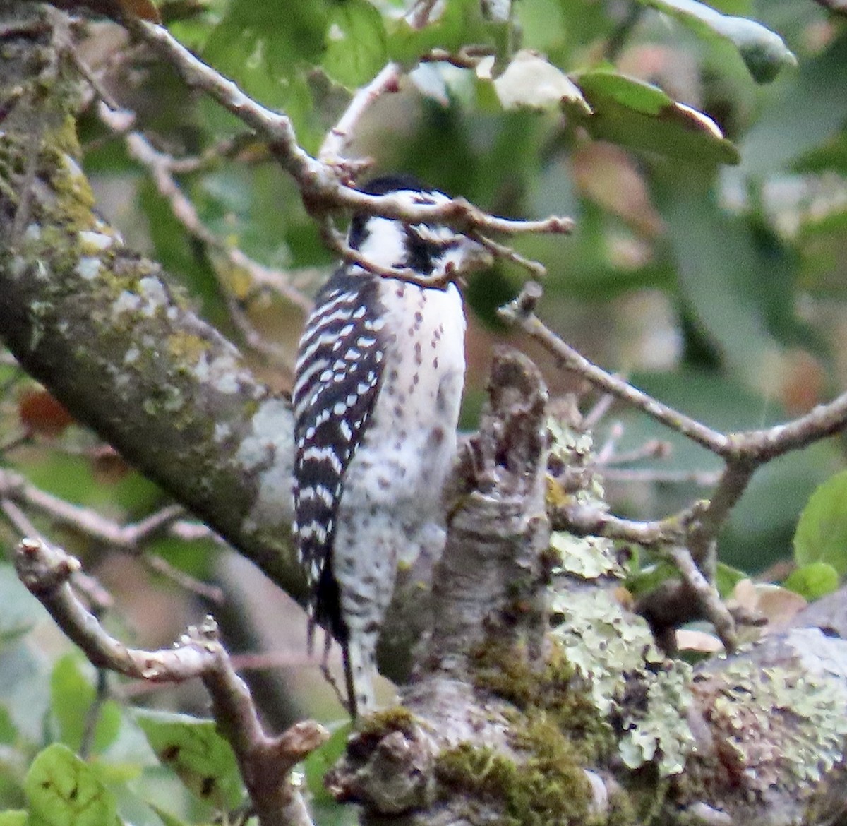 Nuttall's Woodpecker - ML642415085