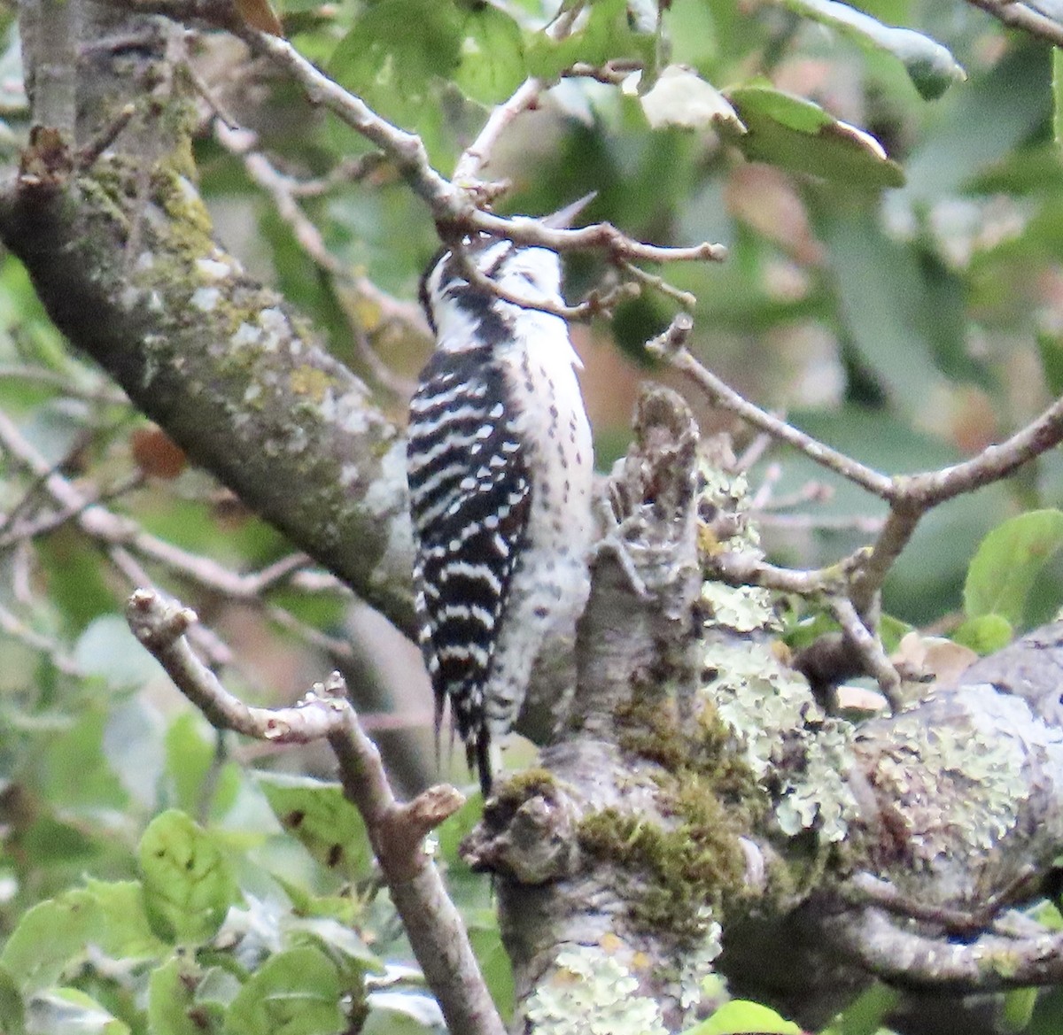 Nuttall's Woodpecker - ML642415086