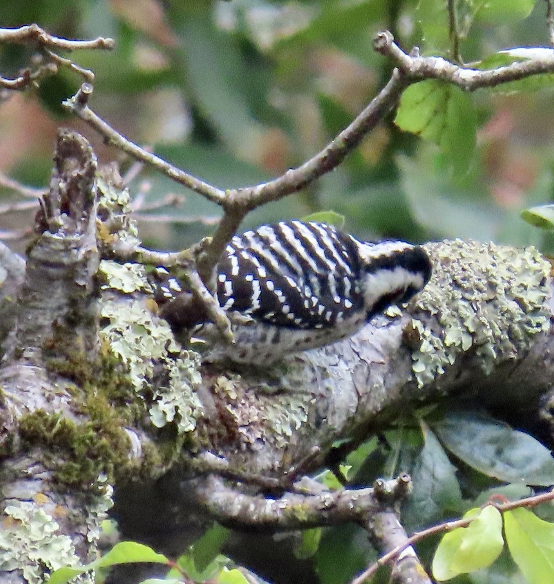 Nuttall's Woodpecker - ML642415087
