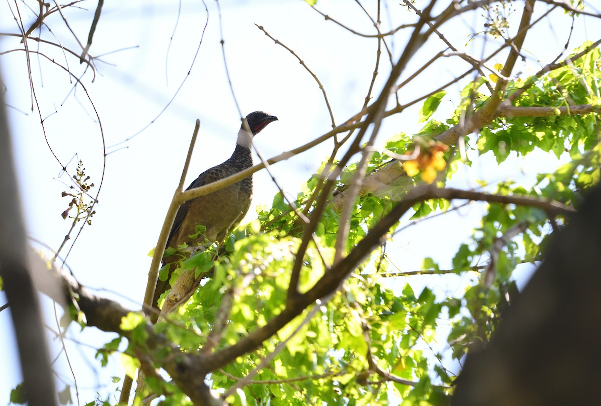 čačalaka kropenatá - ML642415111