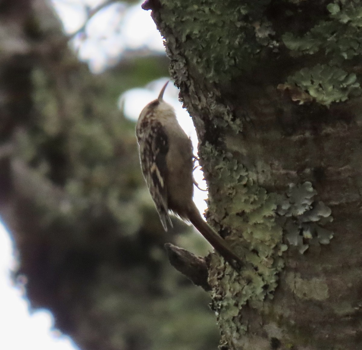 Brown Creeper - ML642415122