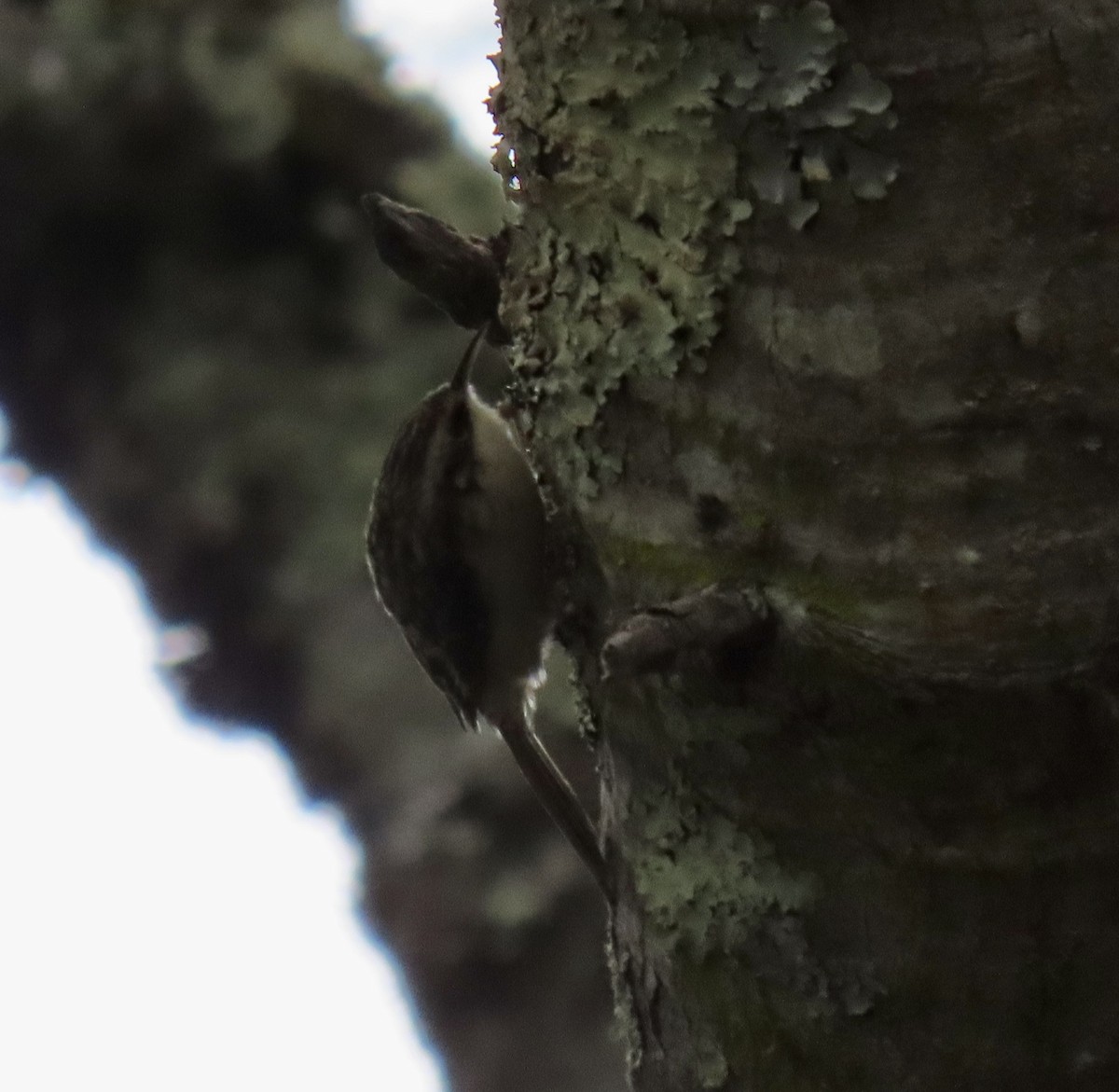 Brown Creeper - ML642415123