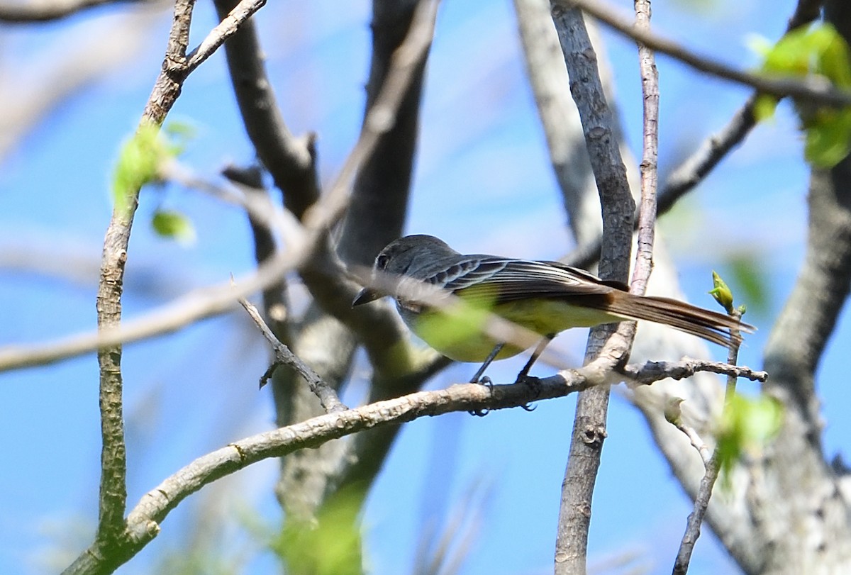 Myiarchus sp. - ML642415124