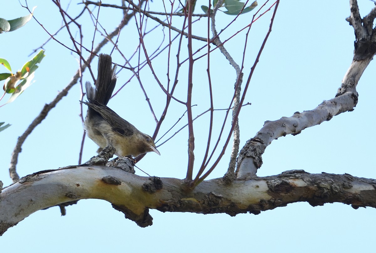 střízlík drozdí - ML642415126