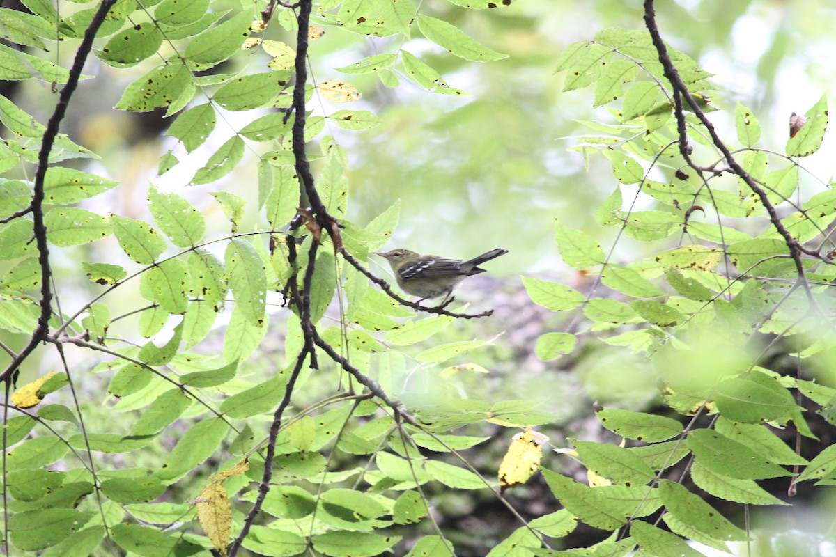 Blackpoll Warbler - ML642415136