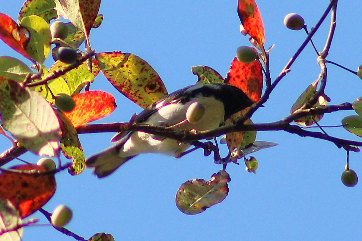blåparula - ML642415157